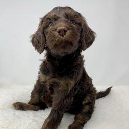 Lulu - Chocolate female Goldendoodle puppy in Calhoun, Georgia from FamilyLoved Doodles