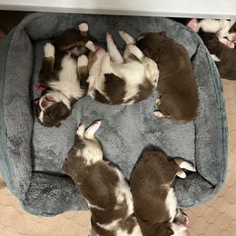Miniature Australian Shepherd Puppies from Onyx Farms