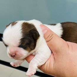 Shih Tzu puppies from Precious Shih tzus