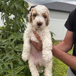 Blue collar - Cream male Goldendoodle puppy in Cape Coral, Florida from Magnolia Doodles co.