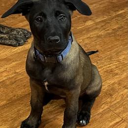 Belgian Malinois and xDutch Shepherd Puppies from Alliance K9