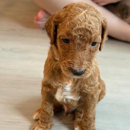 Ham - AKC Limited - Apricot male Poodle puppy in Haines City, Florida from Noelle Poodles