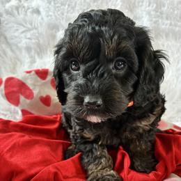 Midnight - Black and tan male Cockapoo puppy in Adrian, Oregon from ApplebyFarm