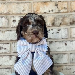 Sailboat - Merle male Goldendoodle puppy in Dallas County, Texas from Dream A Little Doodle