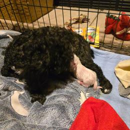 Blue Collar - White male Maltipoo puppy in Sahuarita, Arizona from Cowgirl's Legacy Maltipoos