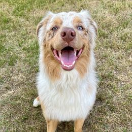 Coco - Australian Shepherd