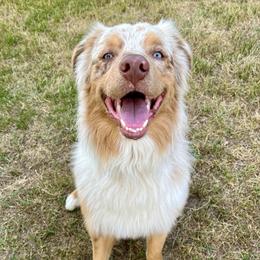 Coco - Australian Shepherd