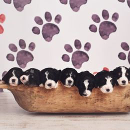 Bernedoodle and Goldendoodle Puppies from Happy Valley Doodles