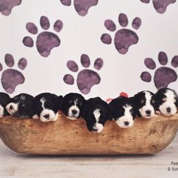 Bernedoodle and Goldendoodle Puppies from Happy Valley Doodles