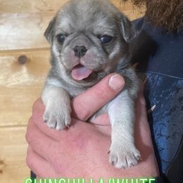 Girl 1 - Pug puppy in Rushmore, Minnesota from Love of Pugs