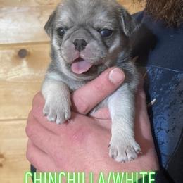 Girl 1 - Pug puppy in Rushmore, Minnesota from Love of Pugs