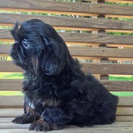 Rocco - Black and tan male Shih Tzu puppy in Waynesboro, Pennsylvania from Big Win Shih Tzus