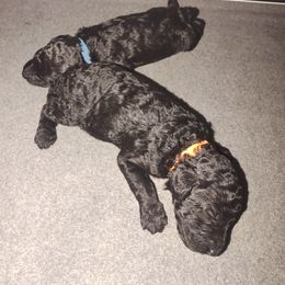 "1 week 6 days" Poodle Puppies from StrayDog Standard Poodles