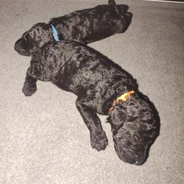 "1 week 6 days" Poodle Puppies from StrayDog Standard Poodles