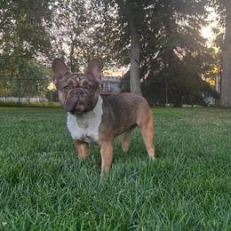 French Bulldog puppies from Montana Made Frenchies