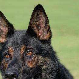 Satan - German Shepherd