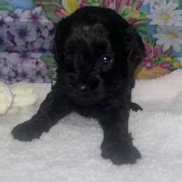 Boy 2 - Black male Cavapoo puppy in Savannah, Georgia from Hollywood Furbabies LLC