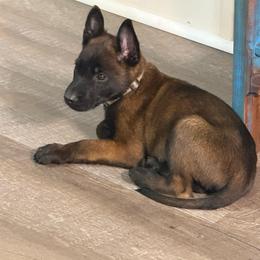 White - Red sable male Belgian Malinois puppy in Highland City, Florida from VonSal Kennels