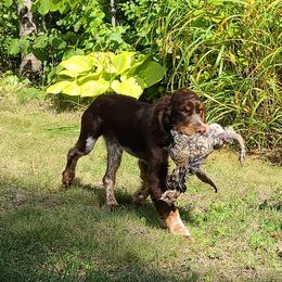 English Springer Spaniels from Olson Family Springers