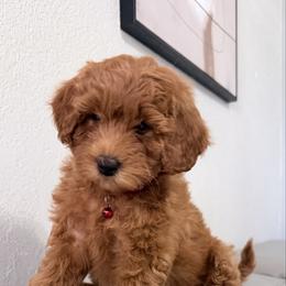 Red - Red  female Goldendoodle puppy in Sacramento, California from Golden doodles  Lovers