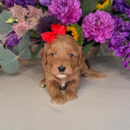 Ahsoka - Red - Red female Cavapoo puppy in South Jordan, Utah from Simply Sweet Paws. LLC