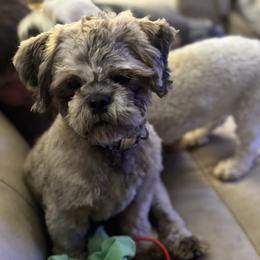Mater - Shih Tzu