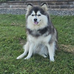 Brie - Pomsky