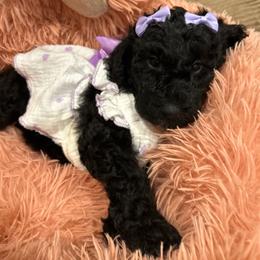 Asia - Silver female Poodle puppy in Mobile, Alabama from Semmy’s Standard Poodle LLC
