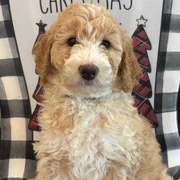 Bingo - Yellow and white female Bernedoodle puppy in Sparrows Point, Maryland from Rosie’s Puppies