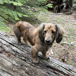 Dachshunds and Pembroke Welsh Corgis from Austin's Pups