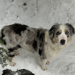 Reine - Miniature Australian Shepherd