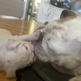 Bulldog and French Bulldog Puppies from The Georgia Bully Bunch