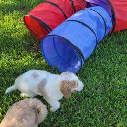 Goldendoodle Puppies from Costa's Curly Canines