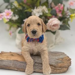 Wrigley - Apricot male Goldendoodle puppy in Willacoochee, Georgia from Kitandkboodle's Doodles