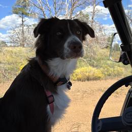 Australian Shepherd All Grown Up from Reeds Ranch