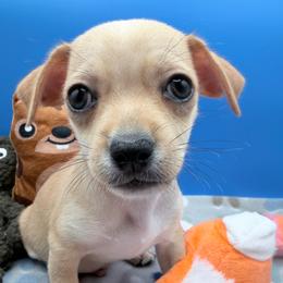 Shrek - Fawn male Chihuahua puppy in Georgia & Florida, Georgia from Fiesta Pups
