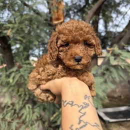 Marshmallow - Red female Cavapoo puppy in Tucson, Arizona from Indie Boo’s mini Cavapoos