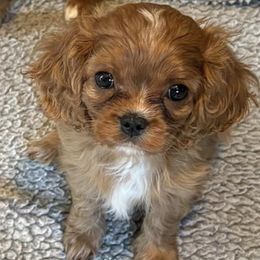 Cavalier King Charles Spaniels from Moonlight Cavalier King Charles Spaniels