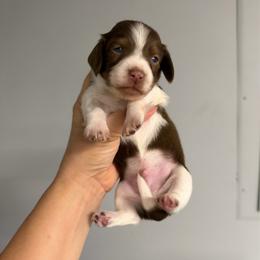 Rollo - Piebald male Dachshund puppy in Fredericksburg, Indiana from Blue River Mini Dachshunds