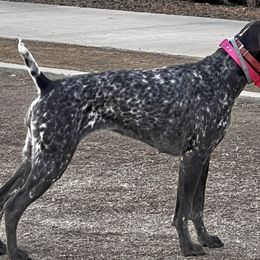 German Shorthaired Pointer puppies from Farrook GSP's