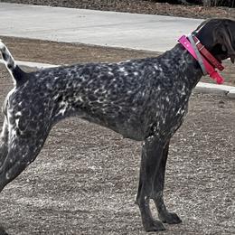 German Shorthaired Pointer puppies from Farrook GSP's