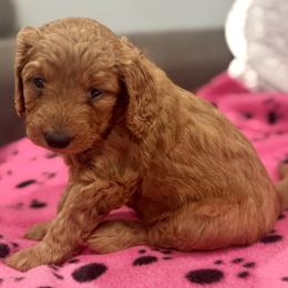 Hazel - Apricot female Goldendoodle puppy in Beaverton, Oregon from Mini Goldendoodles