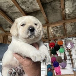 Labrador Retriever Puppies from Rosewood Retrievers Inc