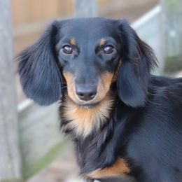 Zora - Black and tan female Dachshund puppy in Azle, Texas from American Dachshunds