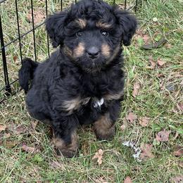 Romeo - Black phantom male Aussiedoodle puppy in Yellville, Arkansas from Ozark Mountain Doodles & Pugs