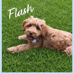 Flash - Apricot male Australian Labradoodle puppy in Gladstone, Oregon from Beaver State Labradoodles