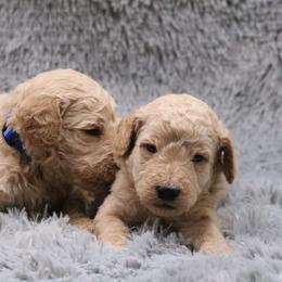 Poodle Puppies from Absolutely Pampered Poodles