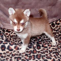 Alaskan Klee Kai and Rat Terrier Puppies from Gems Rat Terriers