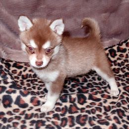 Alaskan Klee Kai and Rat Terrier Puppies from Gems Rat Terriers