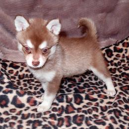 Alaskan Klee Kai and Rat Terrier Puppies from Gems Rat Terriers